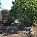 Trullo Jardín Brindisi Ceglie Messapica Casa