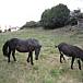 Errotazar  Navarra Altsasu/Alsasua Apartamento