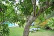 Es Bosquet jardín 2