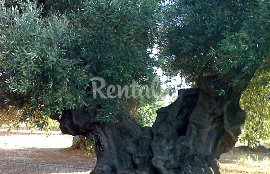 Trullo Alrededores Brindisi Ceglie Messapica Casa